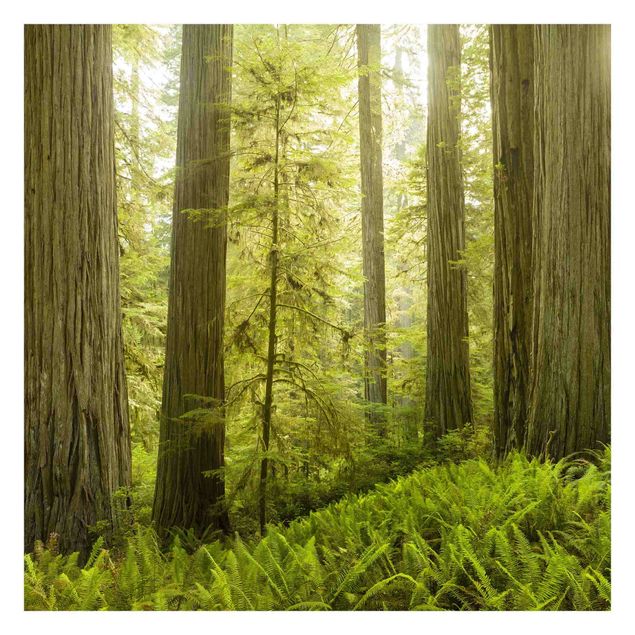 Fototapete - Redwood State Park Waldblick