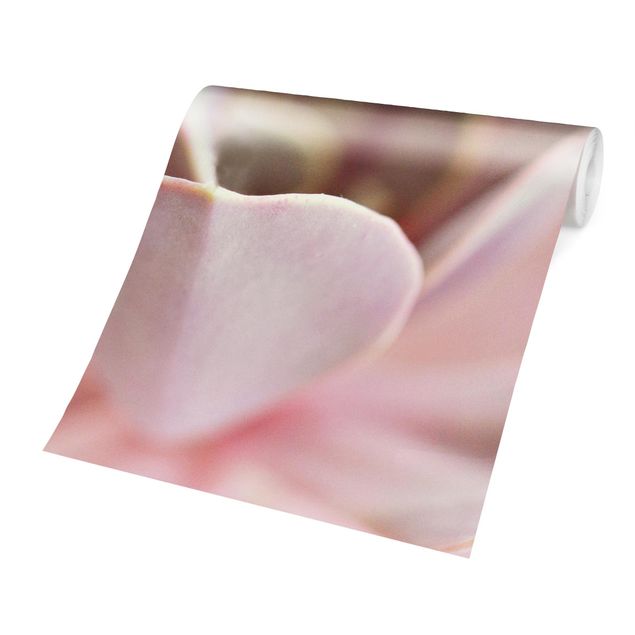 Fototapete - Rosane Sukkulentenblüte