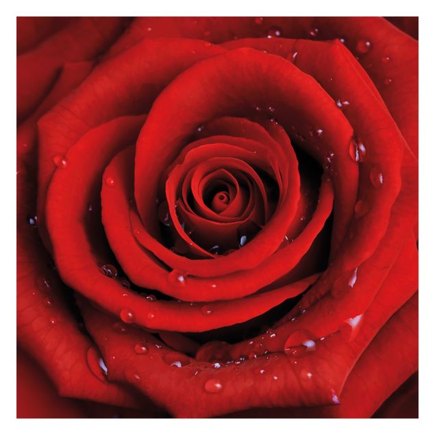 Fototapete - Rote Rose mit Wassertropfen