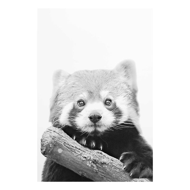 Glasbild - Roter Panda in Schwarz-weiß - Hochformat