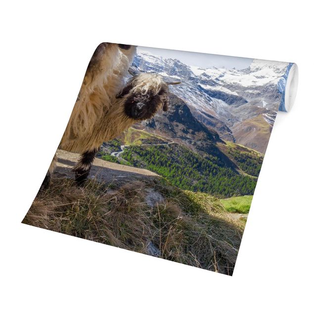 Fototapete - Schwarznasenschafe von Zermatt
