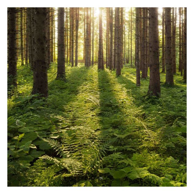 Fototapete - Sonnenstrahlen in grünem Wald