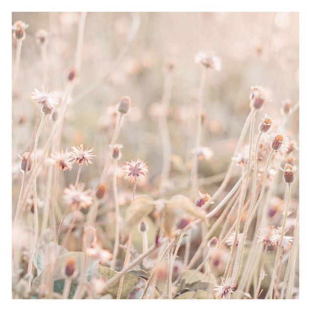 Fototapete - Strahlende Blumenwiese