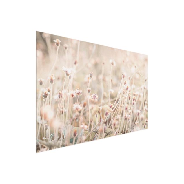 Glasbild - Strahlende Blumenwiese - Querformat