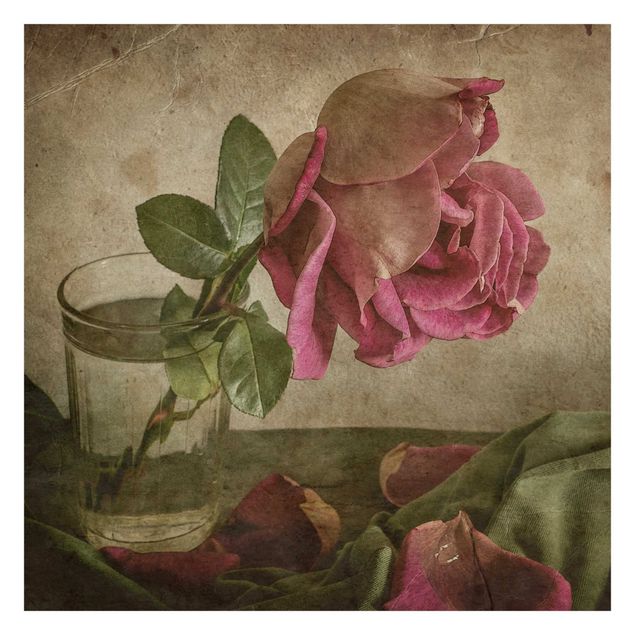 Fototapete - Tear of a Rose