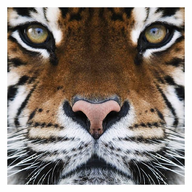 Fototapete - Tiger Eyes