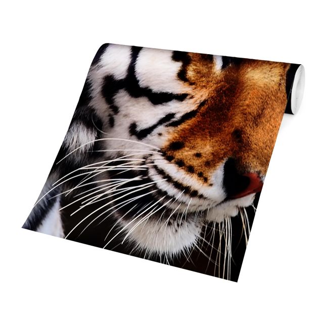 Fototapete - Tiger Schönheit