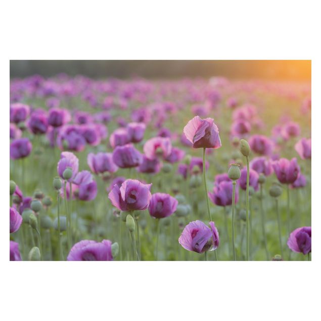 Fototapete - Violette Schlafmohn Blumenwiese im Frühling