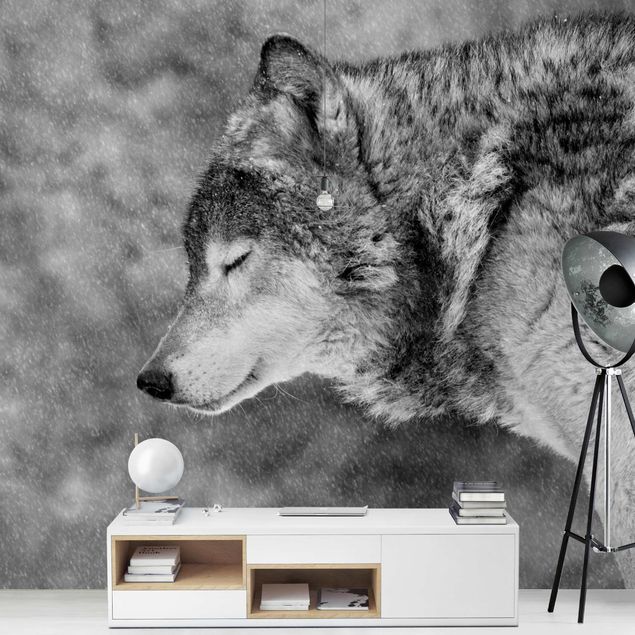 Fototapete - Winter Wolf
