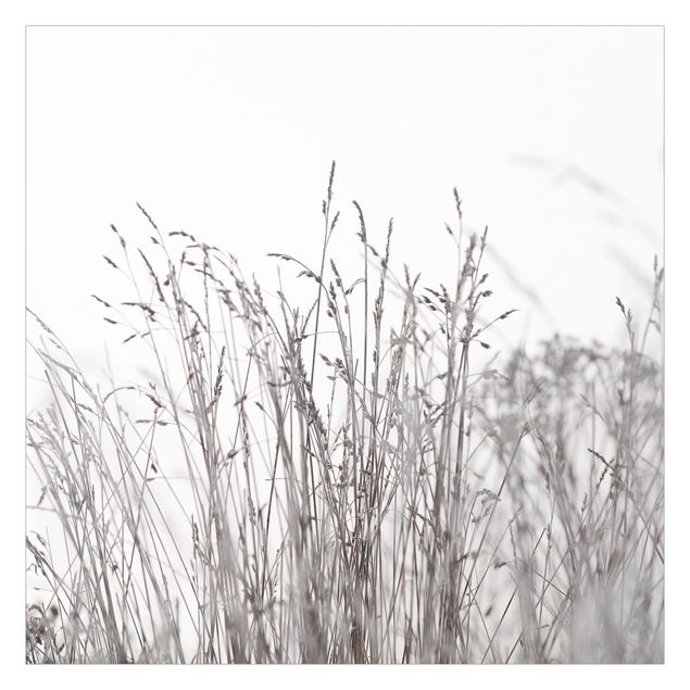 Fototapete - Winterliche Gräser