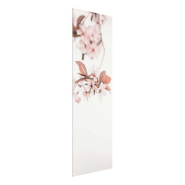 Glasbild - Zarte Kirschblüten am Zweig - Hochformat