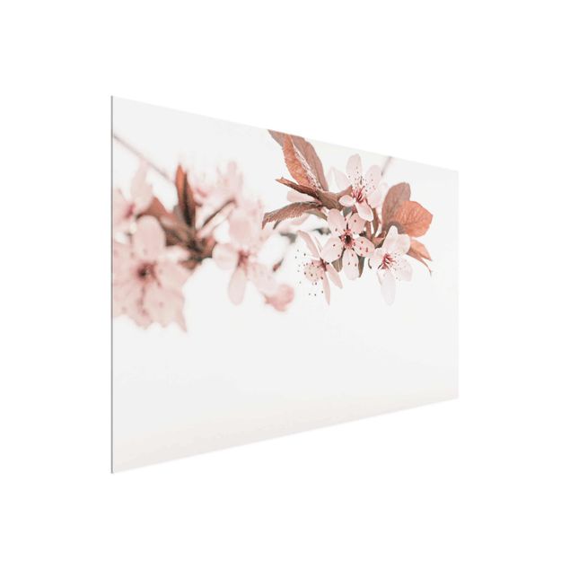 Glasbild - Zarte Kirschblüten am Zweig - Querformat