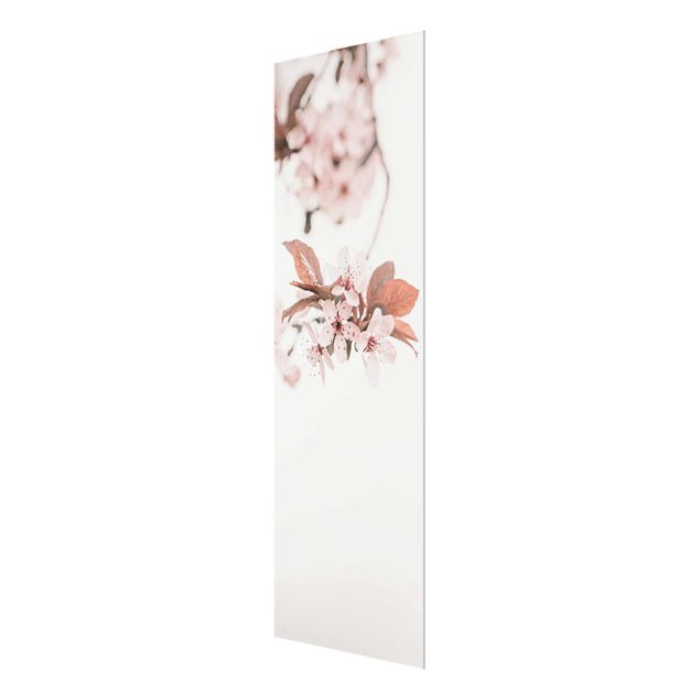 Glasbild - Zarte Kirschblüten am Zweig - Hochformat