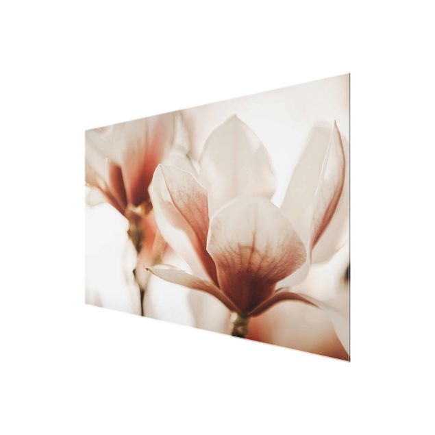 Glasbild - Zarte Magnolienblüten im Lichtspiel - Querformat