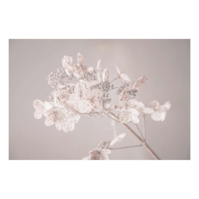 Glasbild - Zarte weiße Hortensie - Querformat