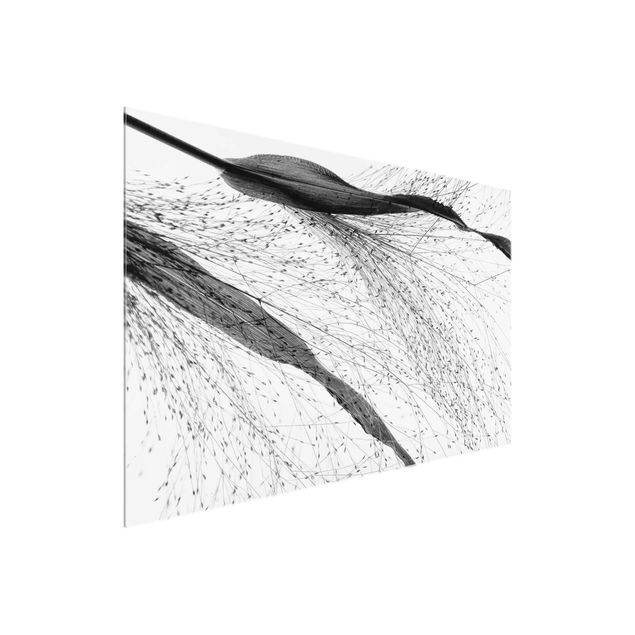 Glasbild - Zartes Schilf mit feinen Knospen Schwarz Weiß - Querformat