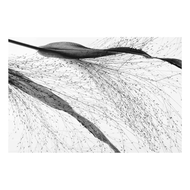 Glasbild - Zartes Schilf mit feinen Knospen Schwarz Weiß - Querformat