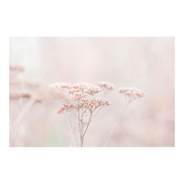 Fototapete - Zartrosane Wildblumen