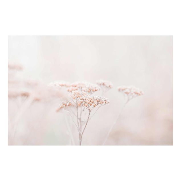 Glasbild - Zartrosane Wildblumen - Querformat