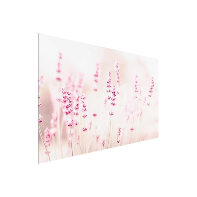 Glasbild - Zartrosaner Lavendel - Querformat
