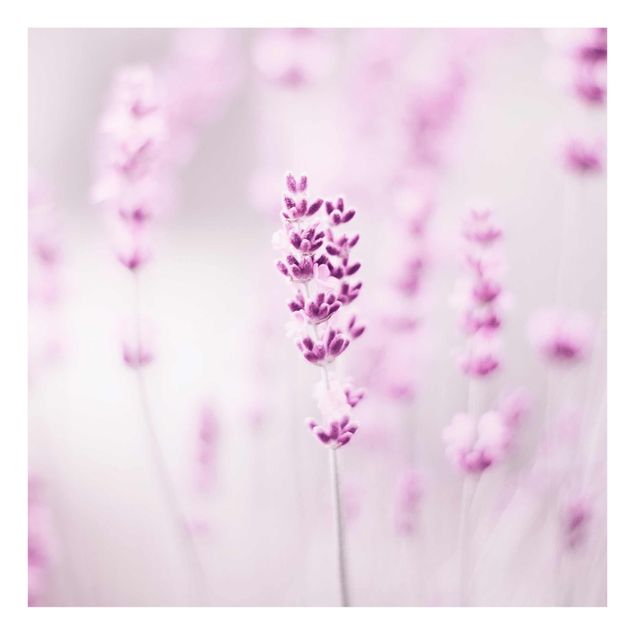 Glasbild - Zartvioletter Lavendel - Quadrat