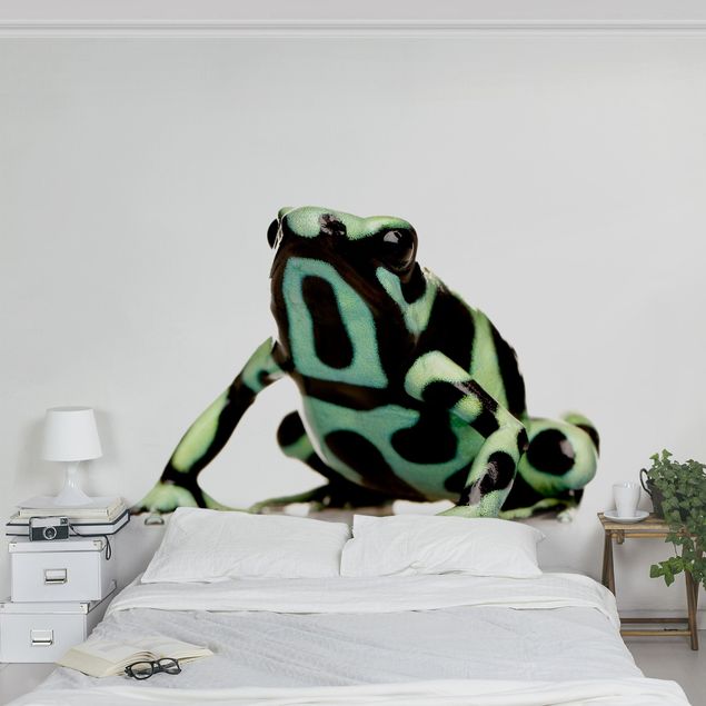 Fototapete - Zebra Frog