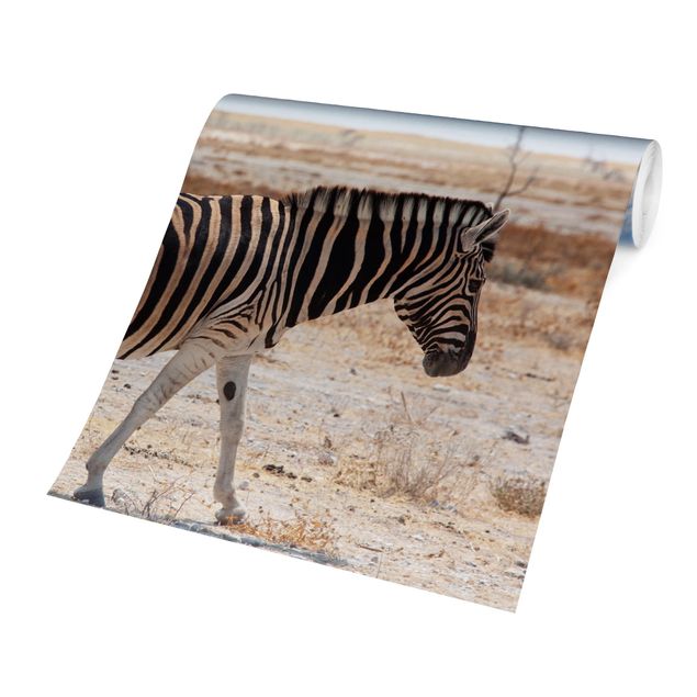 Fototapete - Zebra in der Savanne