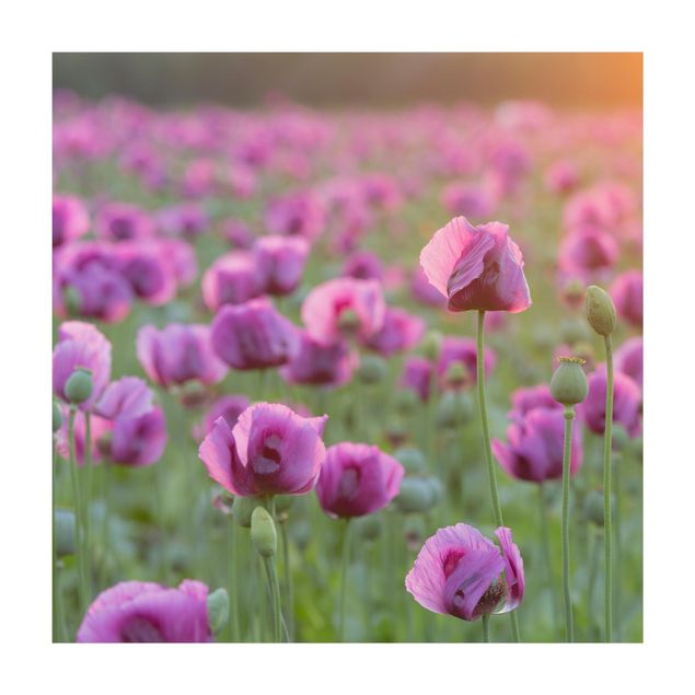 Teppich Natur Violette Schlafmohn Blumenwiese im Frühling