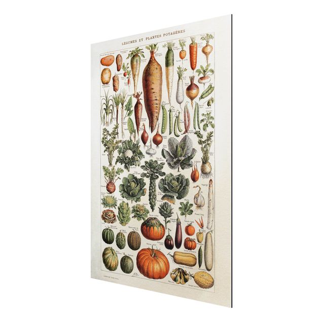 Aluminium Print gebürstet - Vintage Lehrtafel Gemüse - Hochformat 4:3