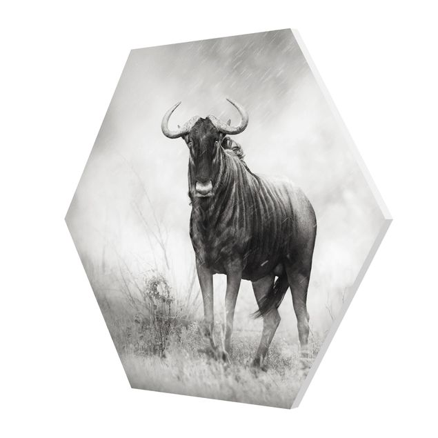 Hexagon Bild Forex - Staring Wildebeest