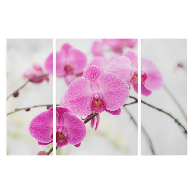 Leinwandbild 3-teilig - Nahaufnahme Orchidee - Triptychon