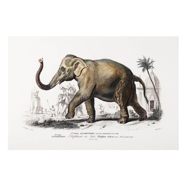 Forex Fine Art Print - Vintage Lehrtafel Elefant - Querformat 2:3