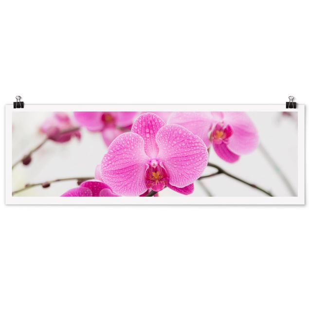 Poster - Nahaufnahme Orchidee - Panorama Querformat