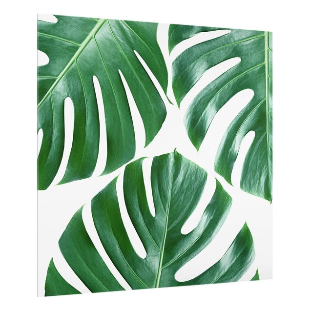 Glas Spritzschutz - Tropische grüne Blätter Monstera - Quadrat - 1:1
