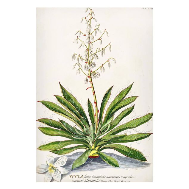 Magnettafel - Vintage Botanik Illustration Yucca - Memoboard Hochformat 3:2
