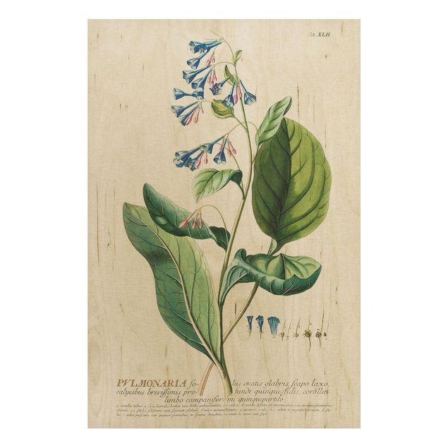 Holzbild - Vintage Botanik Illustration Lungenkraut - Hochformat 3:2