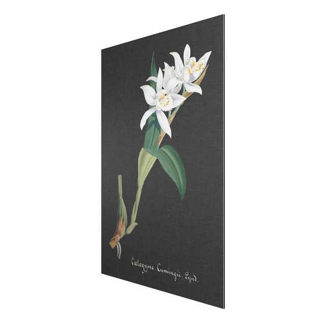 Aluminium Print gebürstet - Weiße Orchidee auf Leinen II - Hochformat 3:2