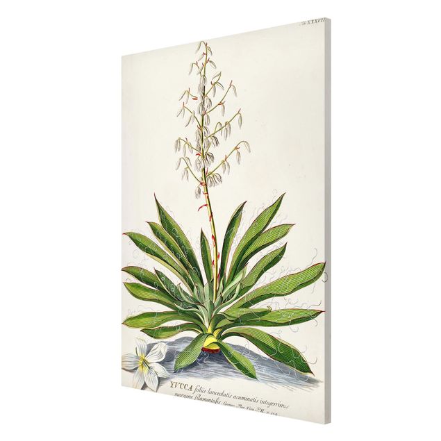 Magnettafel - Vintage Botanik Illustration Yucca - Memoboard Hochformat 3:2