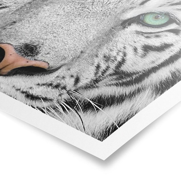 Poster - Weißer Tiger - Querformat 2:3