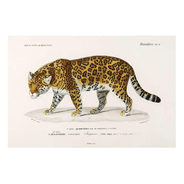 Forex Fine Art Print - Vintage Lehrtafel Jaguar - Querformat 2:3