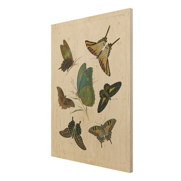 Holzbild - Vintage Illustration Exotische Schmetterlinge - Hochformat 4:3