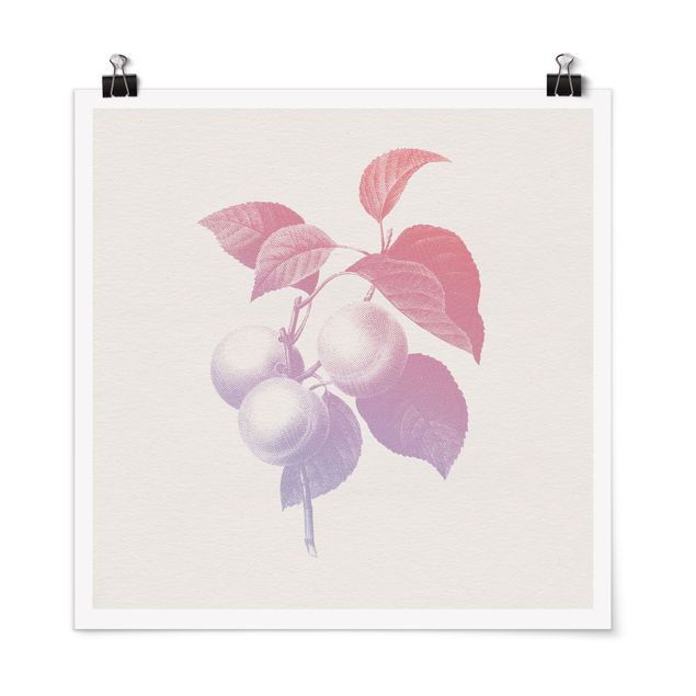 Poster - Modern Vintage Botanik Pfirsich Rosa Violett - Quadrat 1:1