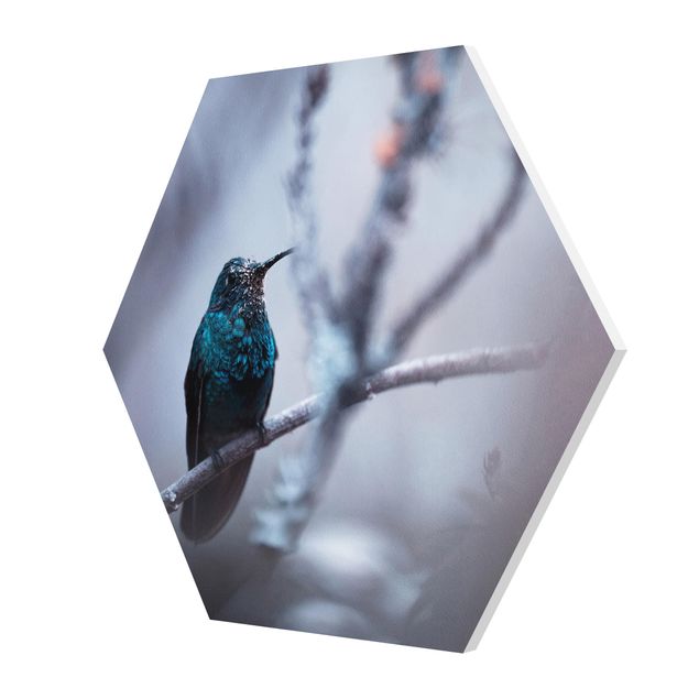 Hexagon Bild Forex - Kolibri im Winter
