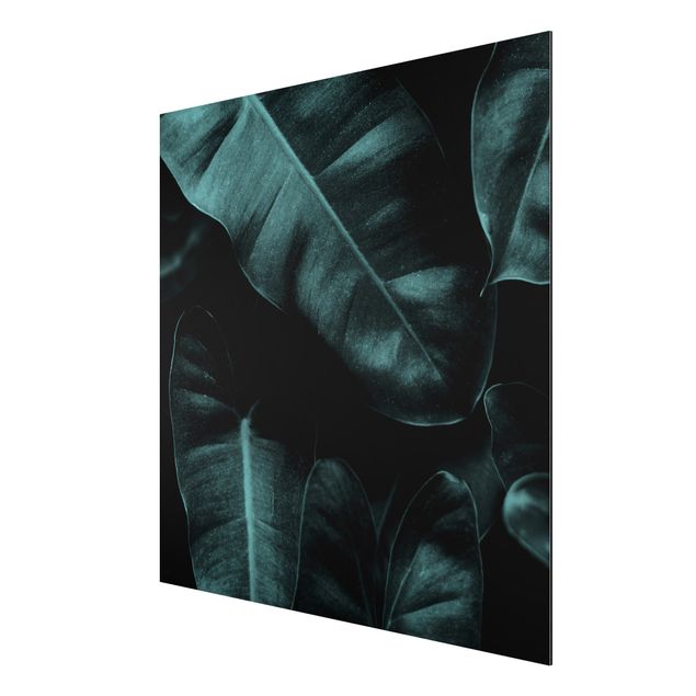 Aluminium Print - Dschungel Blätter Dunkelgrün - Quadrat 1:1