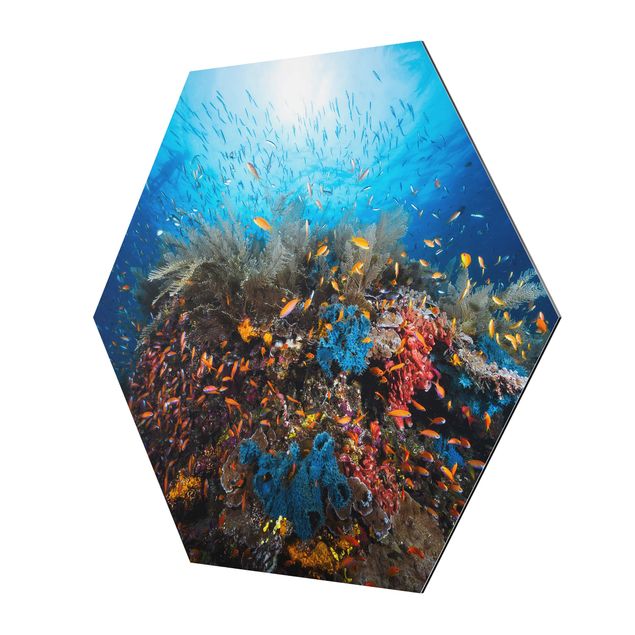 Hexagon Bild Alu-Dibond - Lagune Unterwasser