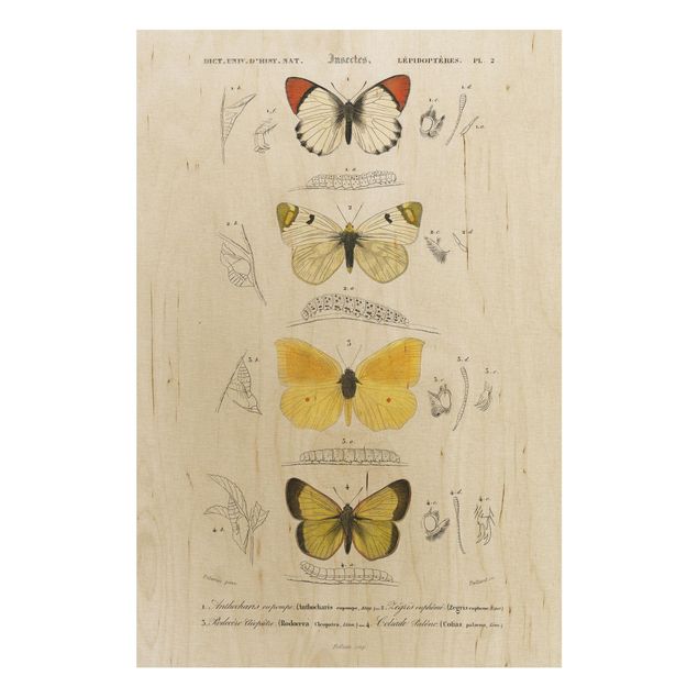 Holzbild - Vintage Lehrtafel Schmetterlinge II - Hochformat 3:2