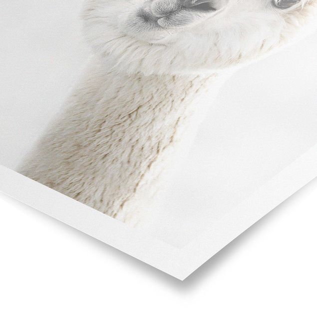 Poster - Alpaka Portrait - Hochformat 3:4
