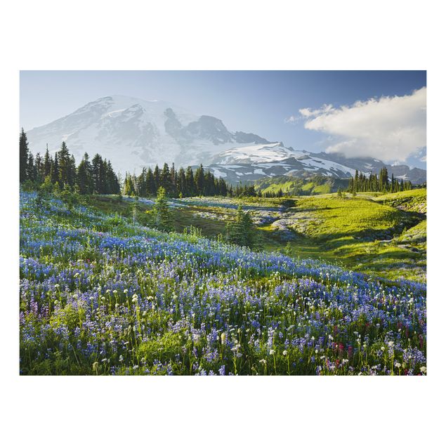 Alu-Dibond Natur & Landschaft - Bergwiese mit blauen Blumen vor Mt. Rainier