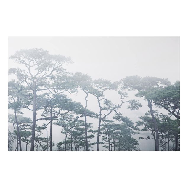 Alu-Dibond Bild - Baumkronen im Nebel