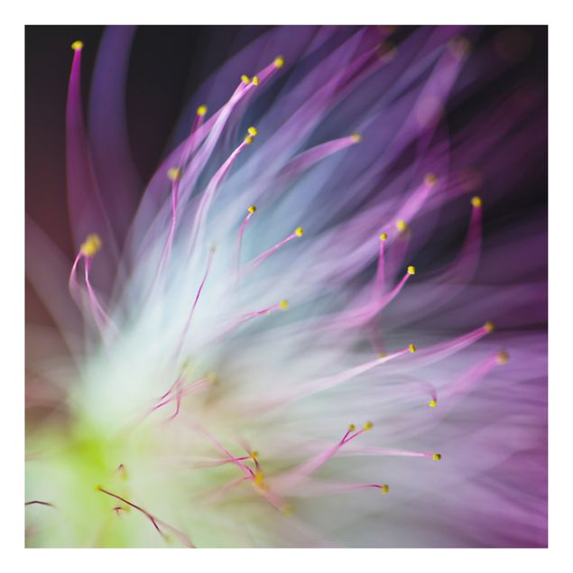 Alu-Dibond Bild - Blütenstaub